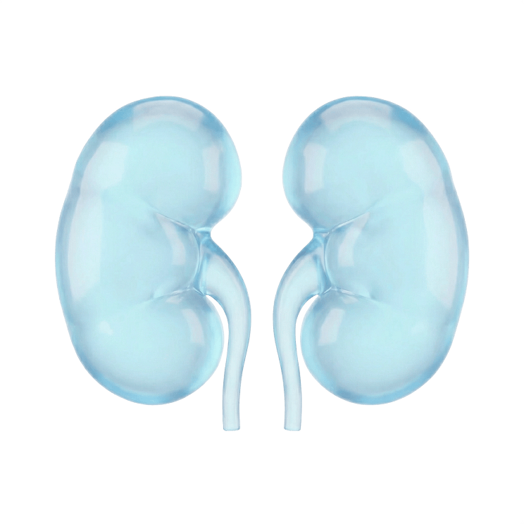 Illustration of human kidneys